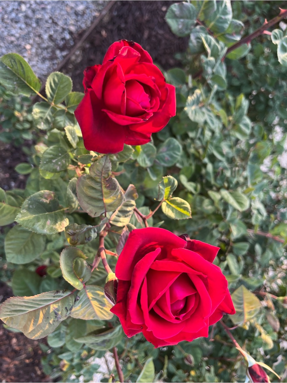 Thank you for your purchase🌹